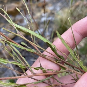 Dodonaea viscosa subsp. angustissima at Paddys River, ACT - 13 Aug 2023 03:00 PM