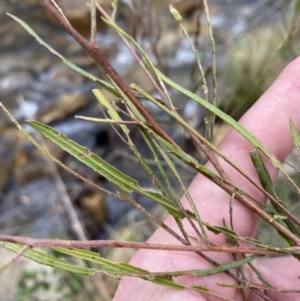 Dodonaea viscosa subsp. angustissima at Paddys River, ACT - 13 Aug 2023 03:00 PM