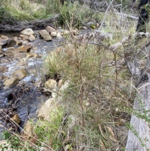 Dodonaea viscosa subsp. angustissima at Paddys River, ACT - 13 Aug 2023