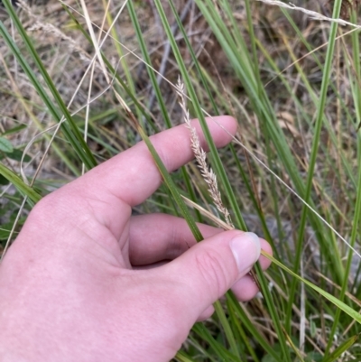 Carex appressa (Tall Sedge) at Paddys River, ACT - 13 Aug 2023 by Tapirlord