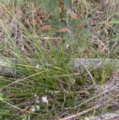 Carex appressa at Paddys River, ACT - 13 Aug 2023
