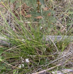 Carex appressa at Paddys River, ACT - 13 Aug 2023
