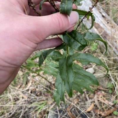 Veronica derwentiana (Derwent Speedwell) at Paddys River, ACT - 13 Aug 2023 by Tapirlord