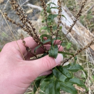 Veronica derwentiana at Paddys River, ACT - 13 Aug 2023 02:59 PM