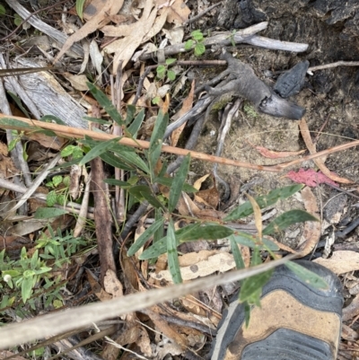 Daviesia mimosoides subsp. mimosoides at Paddys River, ACT - 13 Aug 2023 by Tapirlord