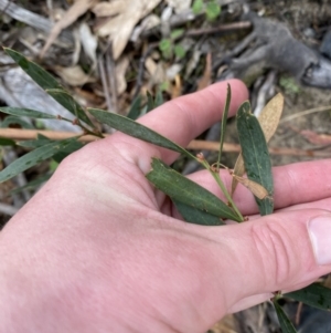 Daviesia mimosoides subsp. mimosoides at Paddys River, ACT - 13 Aug 2023