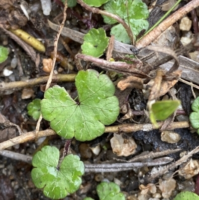 Hydrocotyle sibthorpioides (A Pennywort) at Paddys River, ACT - 13 Aug 2023 by Tapirlord