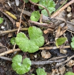 Hydrocotyle sibthorpioides (A Pennywort) at Paddys River, ACT - 13 Aug 2023 by Tapirlord