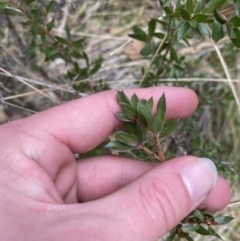 Leptospermum grandifolium (Woolly Teatree, Mountain Tea-tree) at Paddys River, ACT - 13 Aug 2023 by Tapirlord