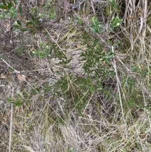 Leptospermum grandifolium at Paddys River, ACT - 13 Aug 2023