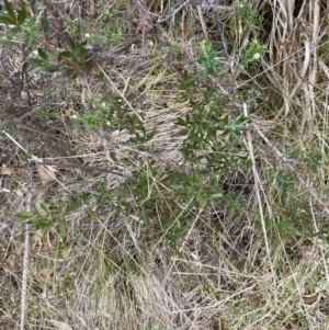 Leptospermum grandifolium at Paddys River, ACT - 13 Aug 2023