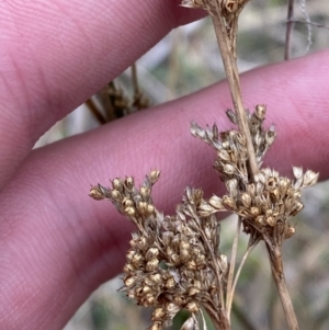 Juncus usitatus at Paddys River, ACT - 13 Aug 2023