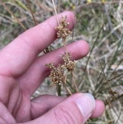 Juncus usitatus at Paddys River, ACT - 13 Aug 2023