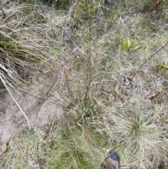 Juncus usitatus at Paddys River, ACT - 13 Aug 2023