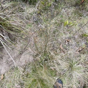 Juncus usitatus at Paddys River, ACT - 13 Aug 2023