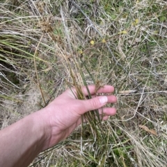 Juncus usitatus at Paddys River, ACT - 13 Aug 2023