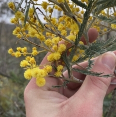 Acacia dealbata subsp. dealbata (Silver Wattle) at Paddys River, ACT - 13 Aug 2023 by Tapirlord