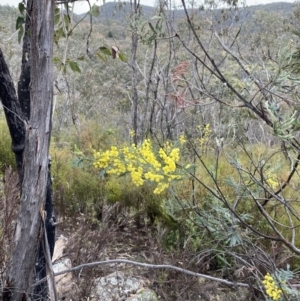 Acacia dealbata subsp. dealbata at Paddys River, ACT - 13 Aug 2023 02:50 PM