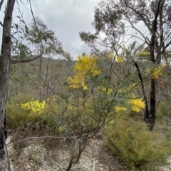 Acacia dealbata subsp. dealbata at Paddys River, ACT - 13 Aug 2023 02:50 PM