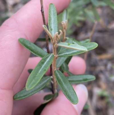 Astrotricha ledifolia (Common Star-hair) at Paddys River, ACT - 13 Aug 2023 by Tapirlord