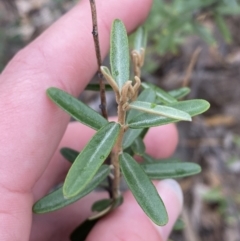 Astrotricha ledifolia at Paddys River, ACT - 13 Aug 2023