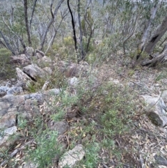 Astrotricha ledifolia at Paddys River, ACT - 13 Aug 2023