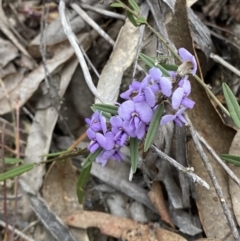 Hovea heterophylla (Common Hovea) at Paddys River, ACT - 13 Aug 2023 by Tapirlord