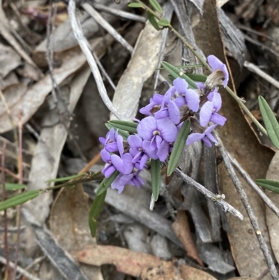 Hovea heterophylla (Common Hovea) at Namadgi National Park - 13 Aug 2023 by Tapirlord