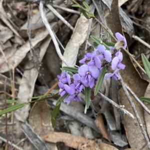 Hovea heterophylla at Paddys River, ACT - 13 Aug 2023