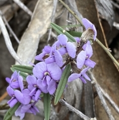 Hovea heterophylla at Paddys River, ACT - 13 Aug 2023