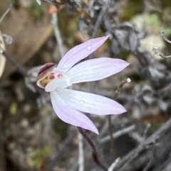 Caladenia fuscata (Dusky Fingers) at Paddys River, ACT - 13 Aug 2023 by Tapirlord