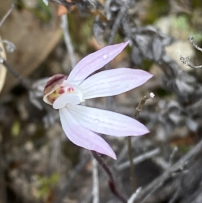 Caladenia fuscata (Dusky Fingers) at Paddys River, ACT - 13 Aug 2023 by Tapirlord