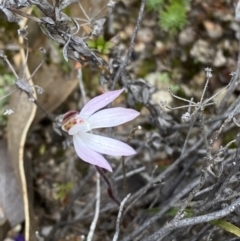 Caladenia fuscata at Paddys River, ACT - suppressed