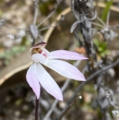 Caladenia fuscata at Paddys River, ACT - suppressed