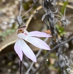 Caladenia fuscata at Paddys River, ACT - suppressed