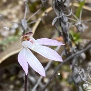 Caladenia fuscata at Paddys River, ACT - suppressed