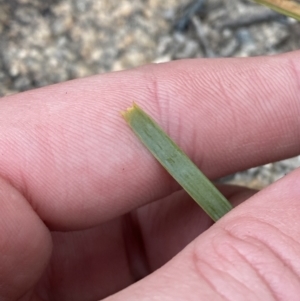 Lomandra bracteata at Paddys River, ACT - 13 Aug 2023 02:15 PM