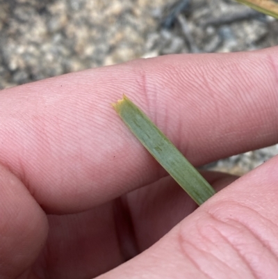 Lomandra bracteata (Small Matrush) at Paddys River, ACT - 13 Aug 2023 by Tapirlord