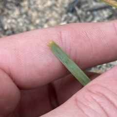 Lomandra bracteata (Small Matrush) at Paddys River, ACT - 13 Aug 2023 by Tapirlord