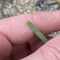 Lomandra bracteata at Paddys River, ACT - 13 Aug 2023 02:15 PM