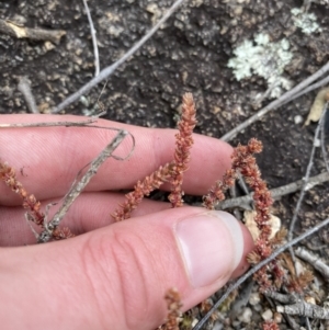 Crassula sieberiana at Paddys River, ACT - 13 Aug 2023 02:15 PM