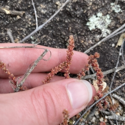 Crassula sieberiana (Austral Stonecrop) at Paddys River, ACT - 13 Aug 2023 by Tapirlord