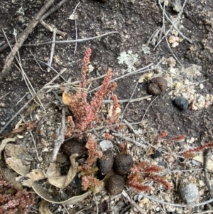 Crassula sieberiana at Paddys River, ACT - 13 Aug 2023