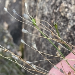 Wahlenbergia graniticola (Granite Bluebell) at Paddys River, ACT - 13 Aug 2023 by Tapirlord