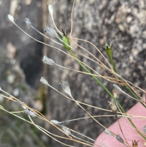 Wahlenbergia graniticola at Paddys River, ACT - 13 Aug 2023