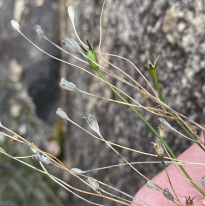 Wahlenbergia graniticola (Granite Bluebell) at Paddys River, ACT - 13 Aug 2023 by Tapirlord