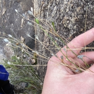 Wahlenbergia graniticola at Paddys River, ACT - 13 Aug 2023