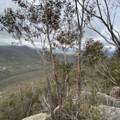 Eucalyptus sieberi (Silvertop Ash) at Paddys River, ACT - 13 Aug 2023 by Tapirlord