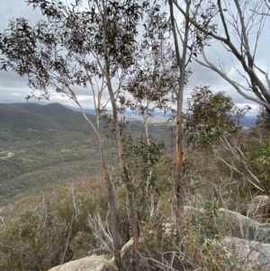 Eucalyptus sieberi at Paddys River, ACT - 13 Aug 2023