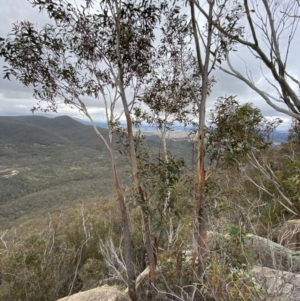 Eucalyptus sieberi at Namadgi National Park - 13 Aug 2023